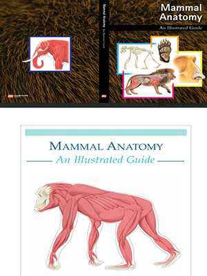 mammal anatomy
