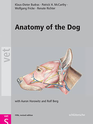 anatomy of the dog