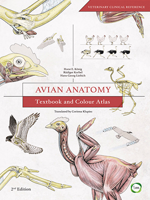 avian anatomy